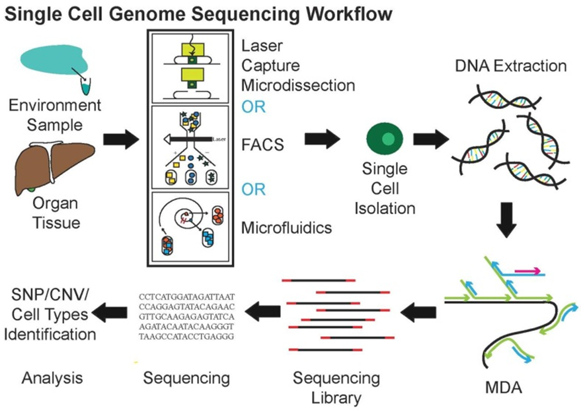 SINGLE CELL SEQUENCING TECHNOLOGY IN CANCER AND STEM CELL RESEARCH